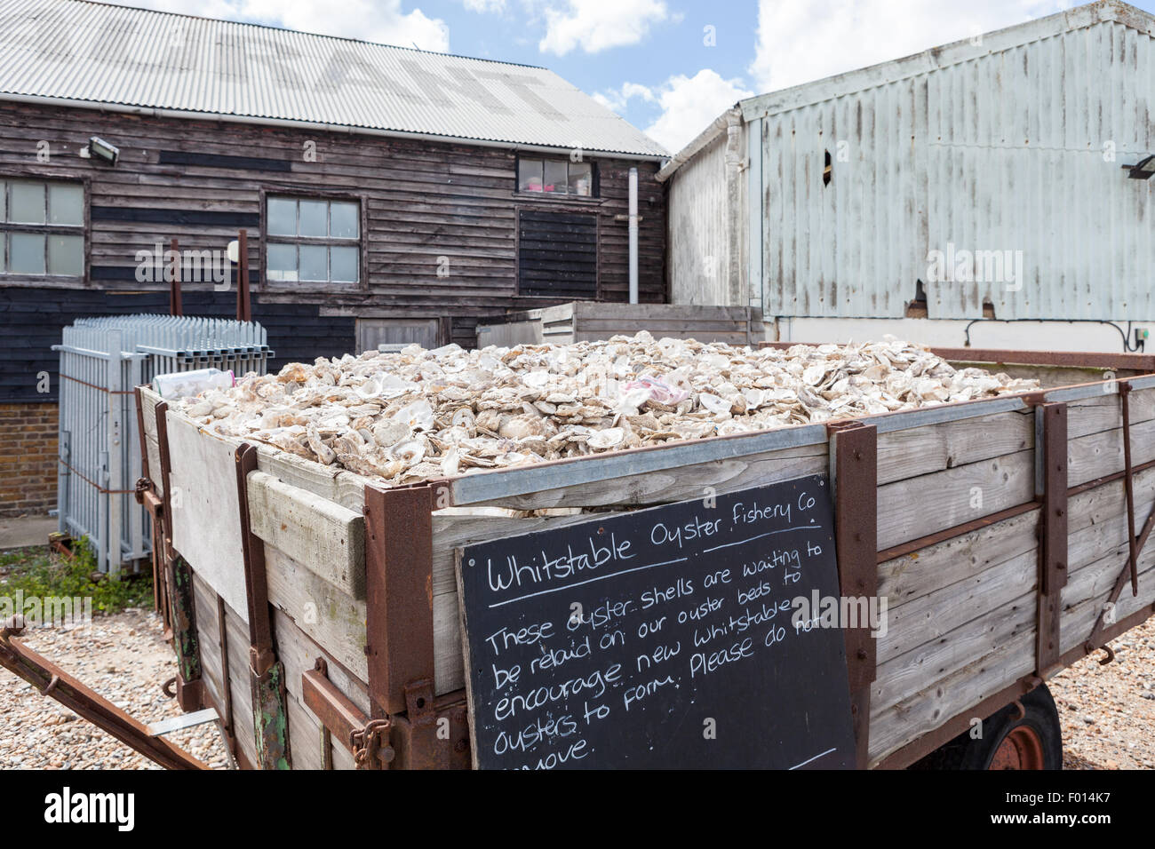Scartati i gusci di ostriche, whitstable kent, Inghilterra Foto Stock