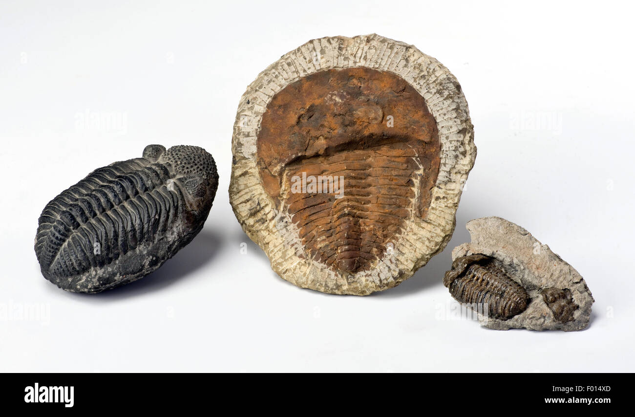 500 milioni di anni periodo Cambriano trilobiti dal Marocco. Foto Stock