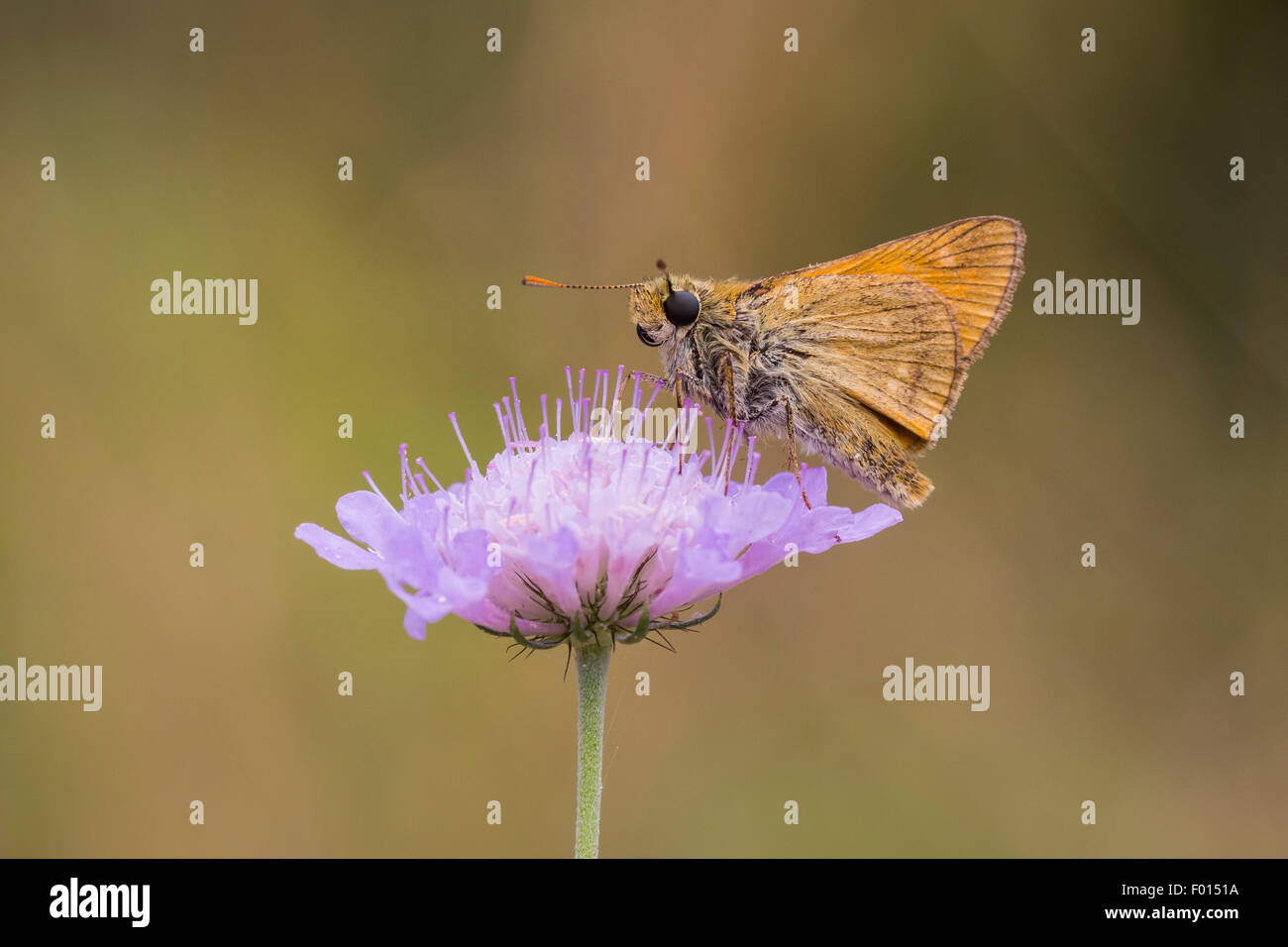 Grande skipper butterfly mangiare nettare dal fiore di Scabiosa colombari, vista laterale. La flora e la fauna sono ben presentati qui Foto Stock