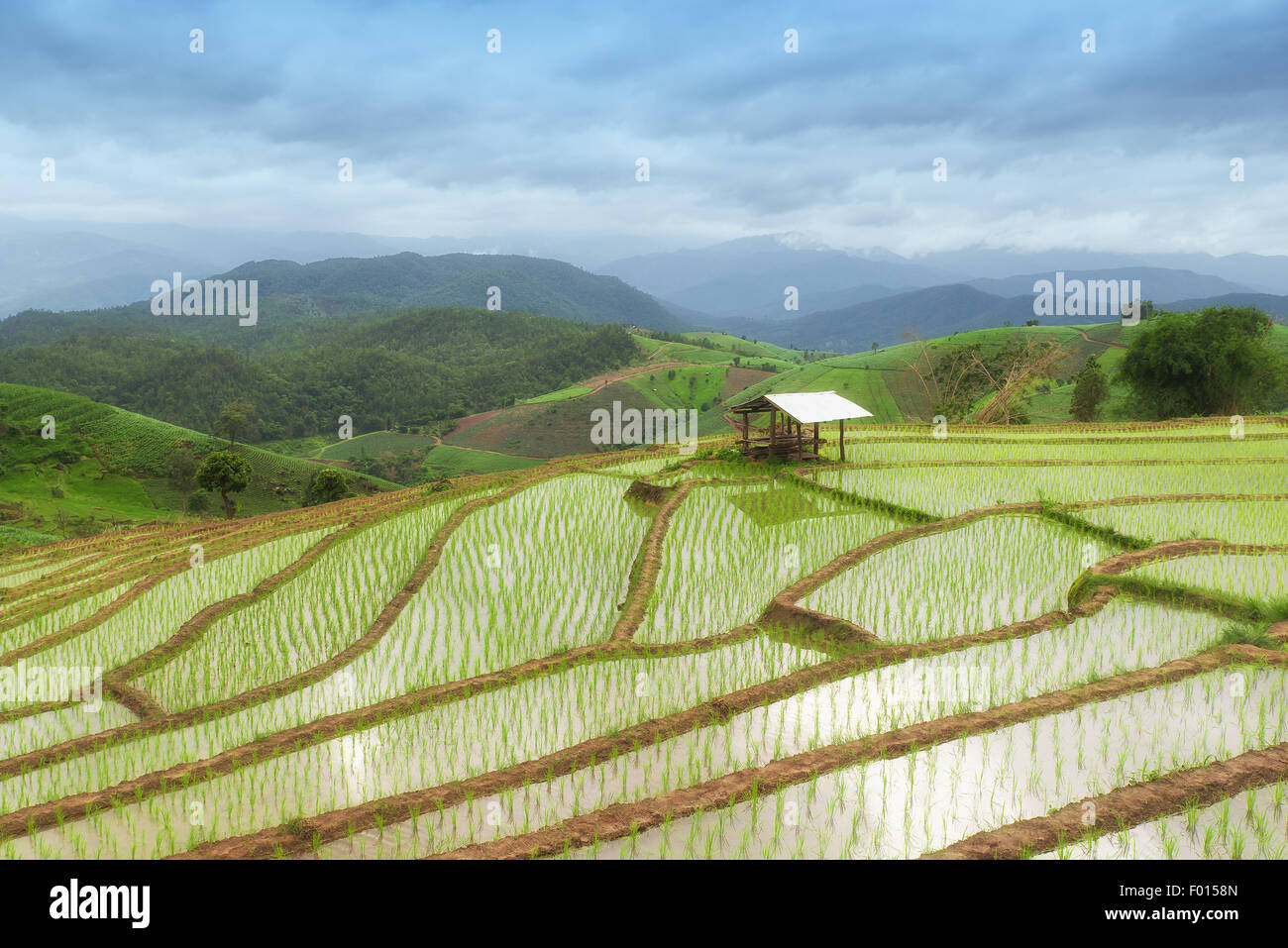 A schiera verde campo di riso in Pa Pong Pieng ,Chiang Mai, Thailandia Foto Stock