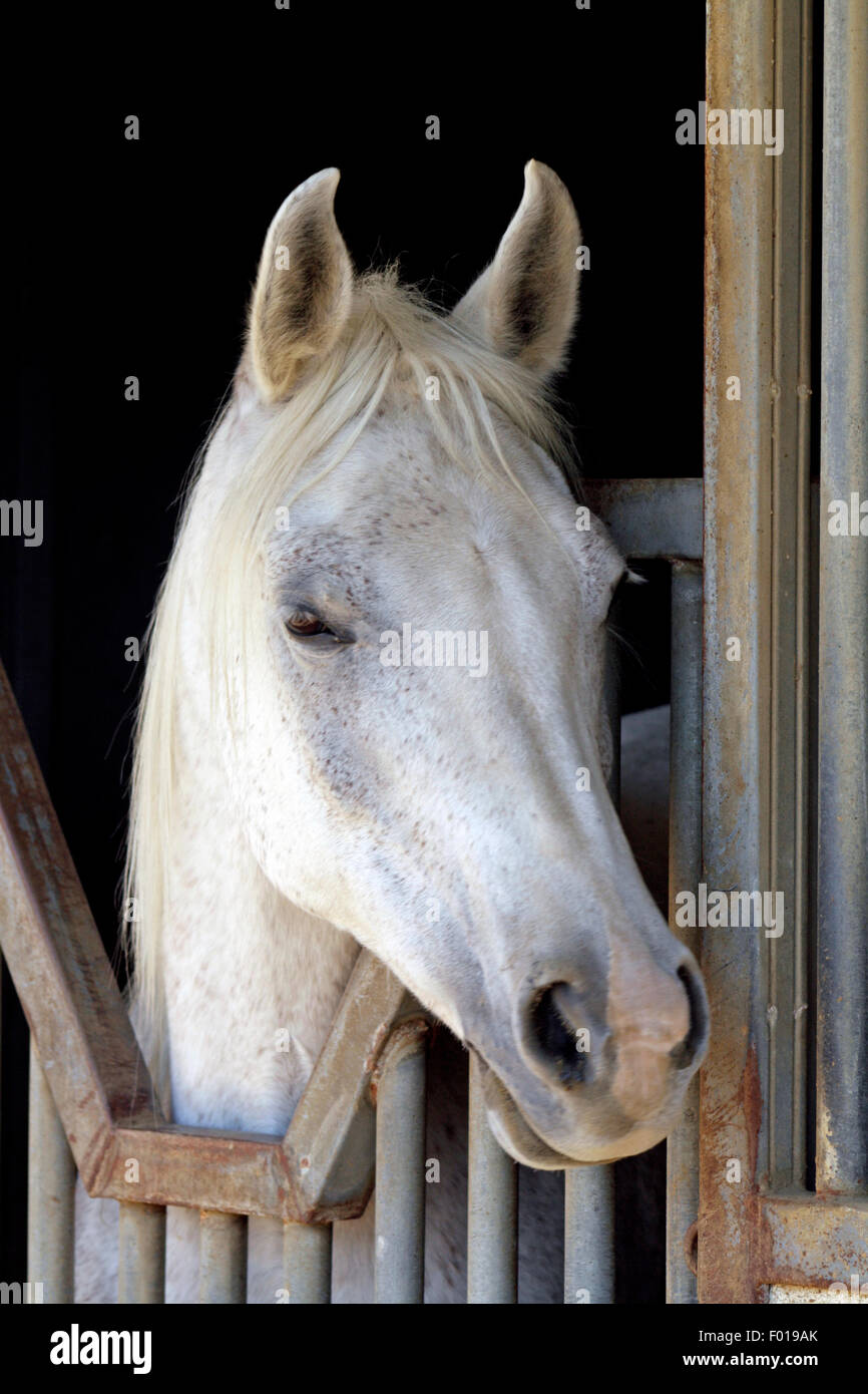 White Arabian Horse Closeup composizione verticale su sfondo scuro Foto Stock