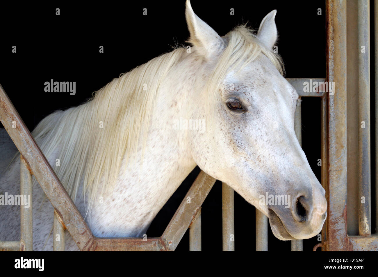 White Arabian Horse Closeup composizione orizzontale su sfondo scuro Foto Stock