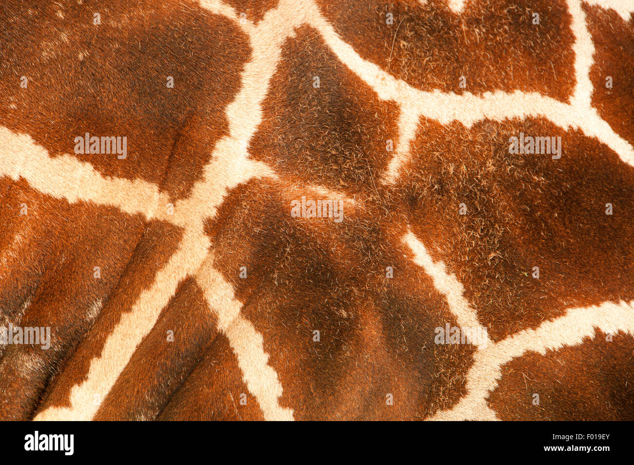 La giraffa pelliccia, Wildlife Safari, Winston, Douglas County, Oregon Foto Stock