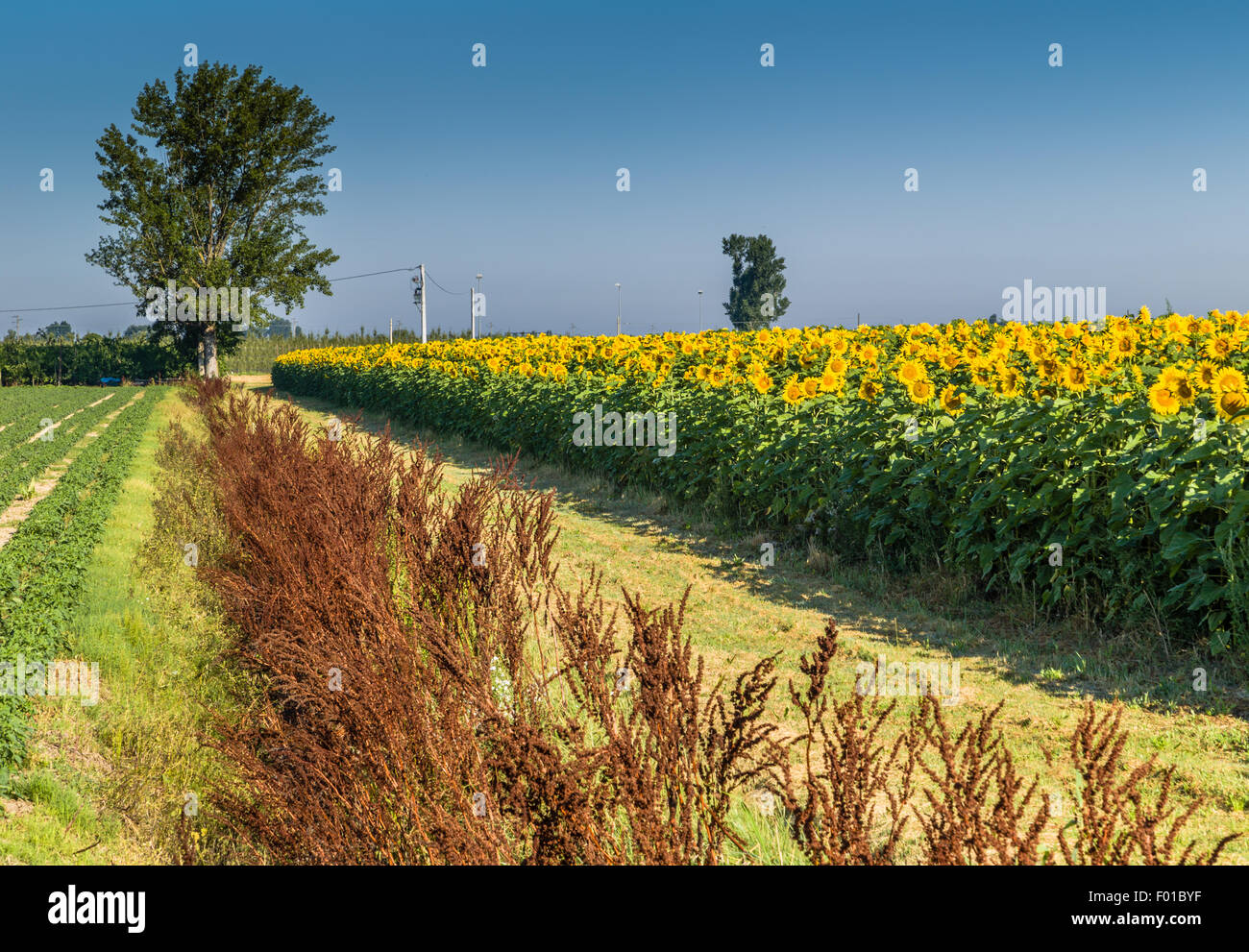 Agricoltura durante il periodo estivo - un paese di strada sterrata la guida ad un albero lungo rosso erbacce brunastro e un campo coltivato di fioritura di girasoli Foto Stock