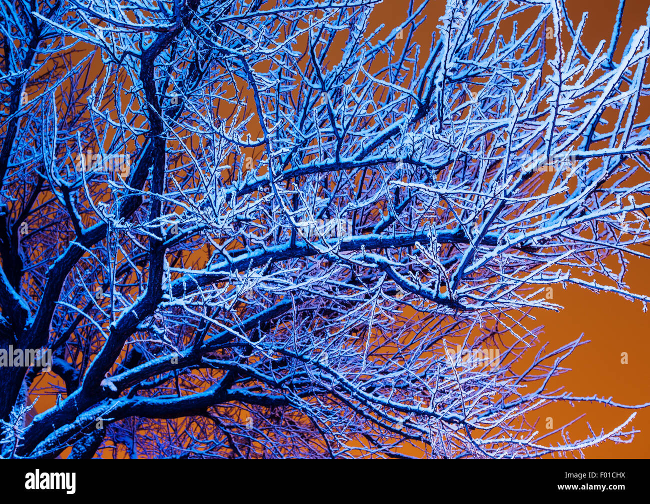 Inverno alberi nella luce blu e notte cielo nuvoloso alla luce della città Foto Stock