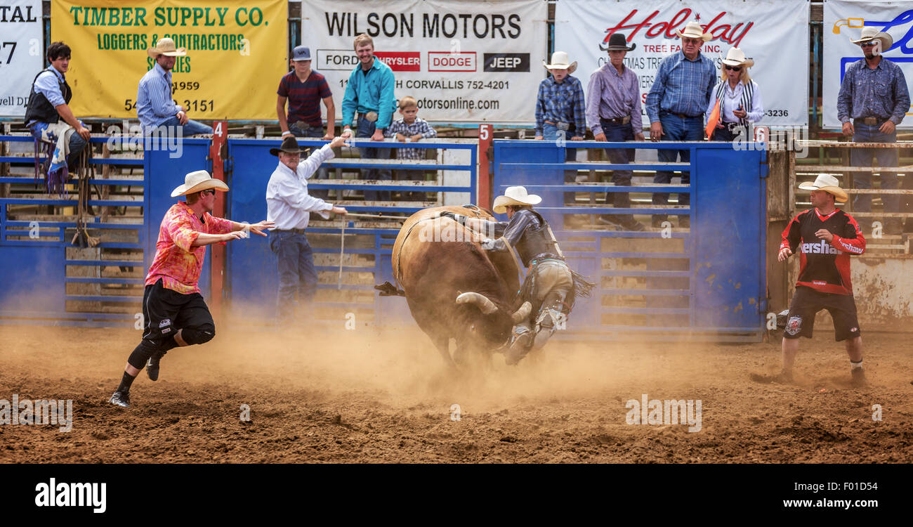 Bull concorso di equitazione, Philomath Frolic & Rodeo, Oregon, Stati Uniti d'America Foto Stock