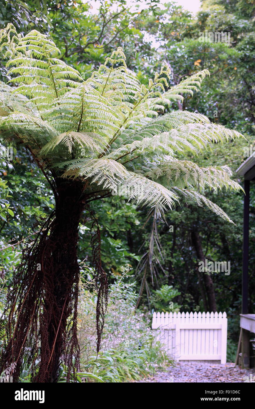 Nuova Zelanda Tree Fern Foto Stock