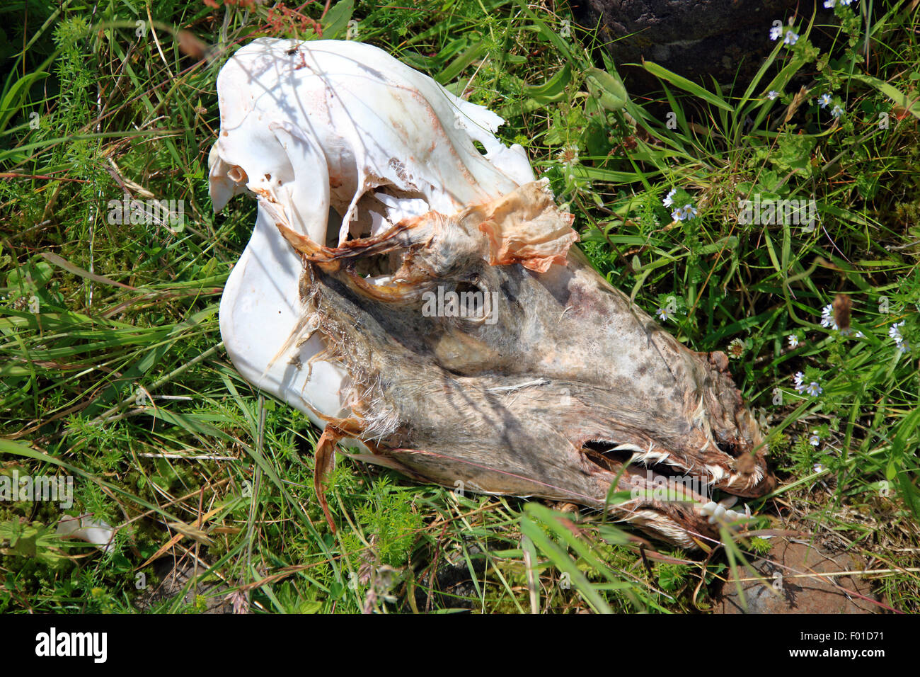 Teschio di capra selvatica Foto Stock