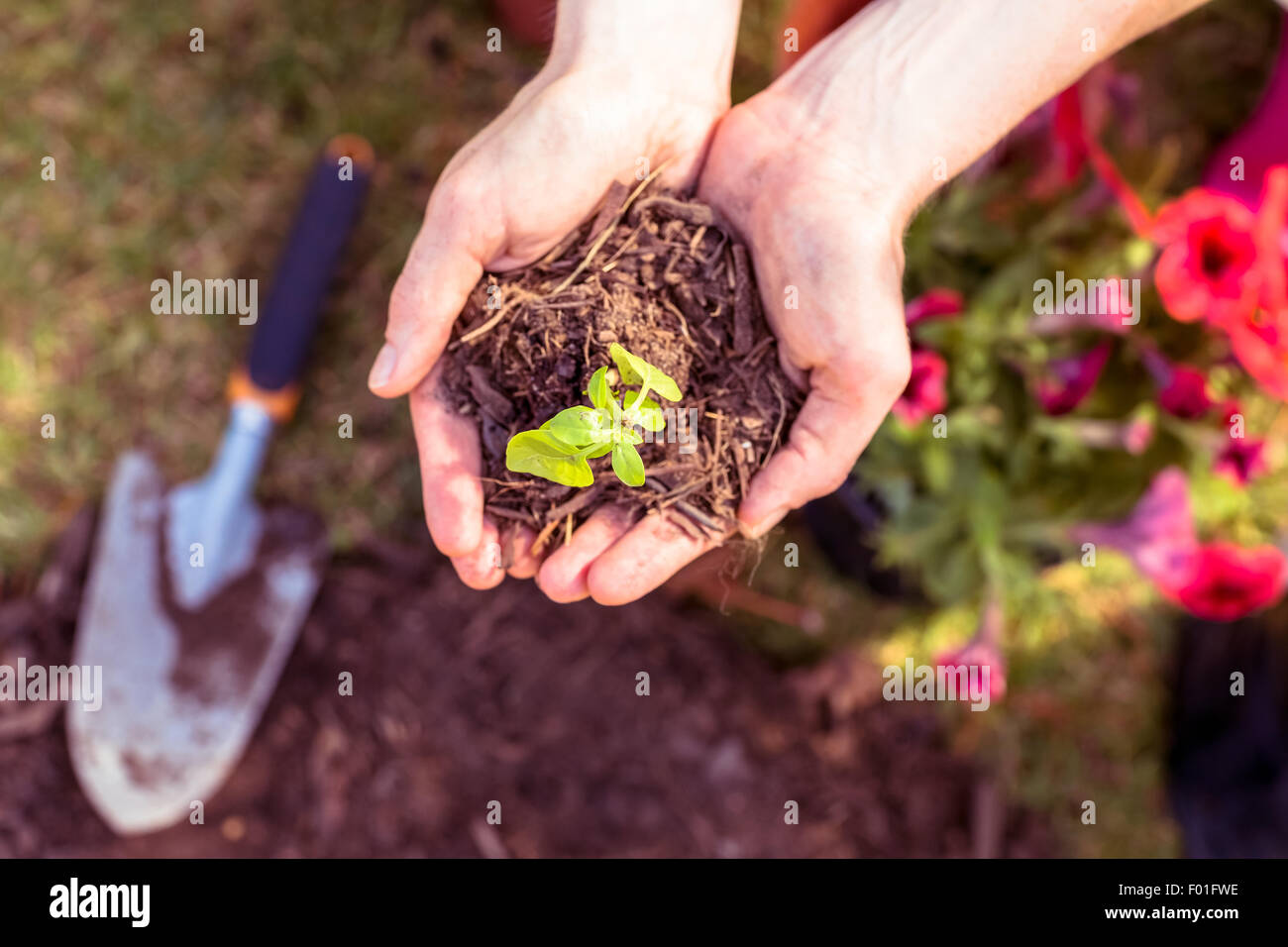 Donna di piantare in giardino Foto Stock