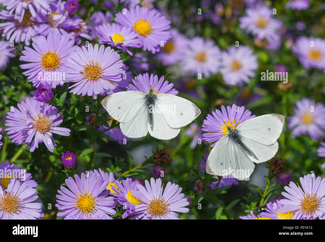 Cavolo bianco Butterfly duetto sulla boccola di crisantemo Foto Stock