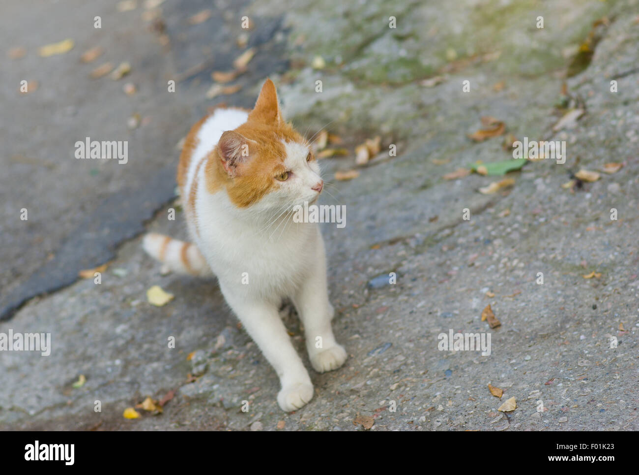 European Shorthair cat è in fase di caccia sulla strada Foto Stock