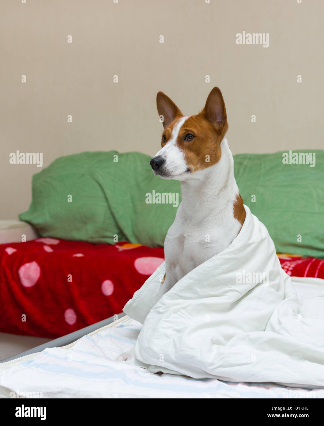 Bed scena con cane (basenji) modello. Foto Stock