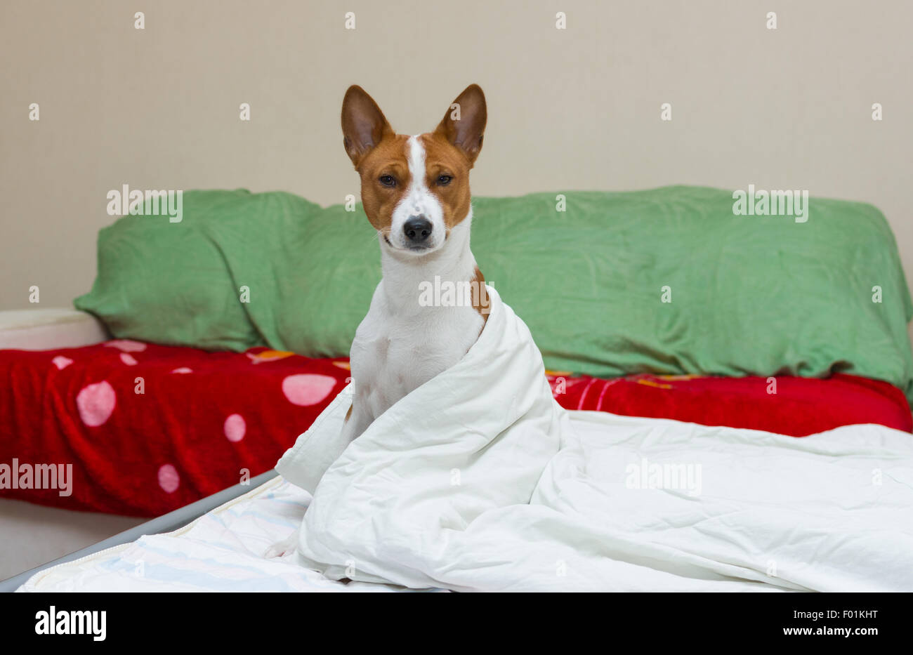 Scena di mattina nella camera da letto di adorabili basenji cane. Foto Stock