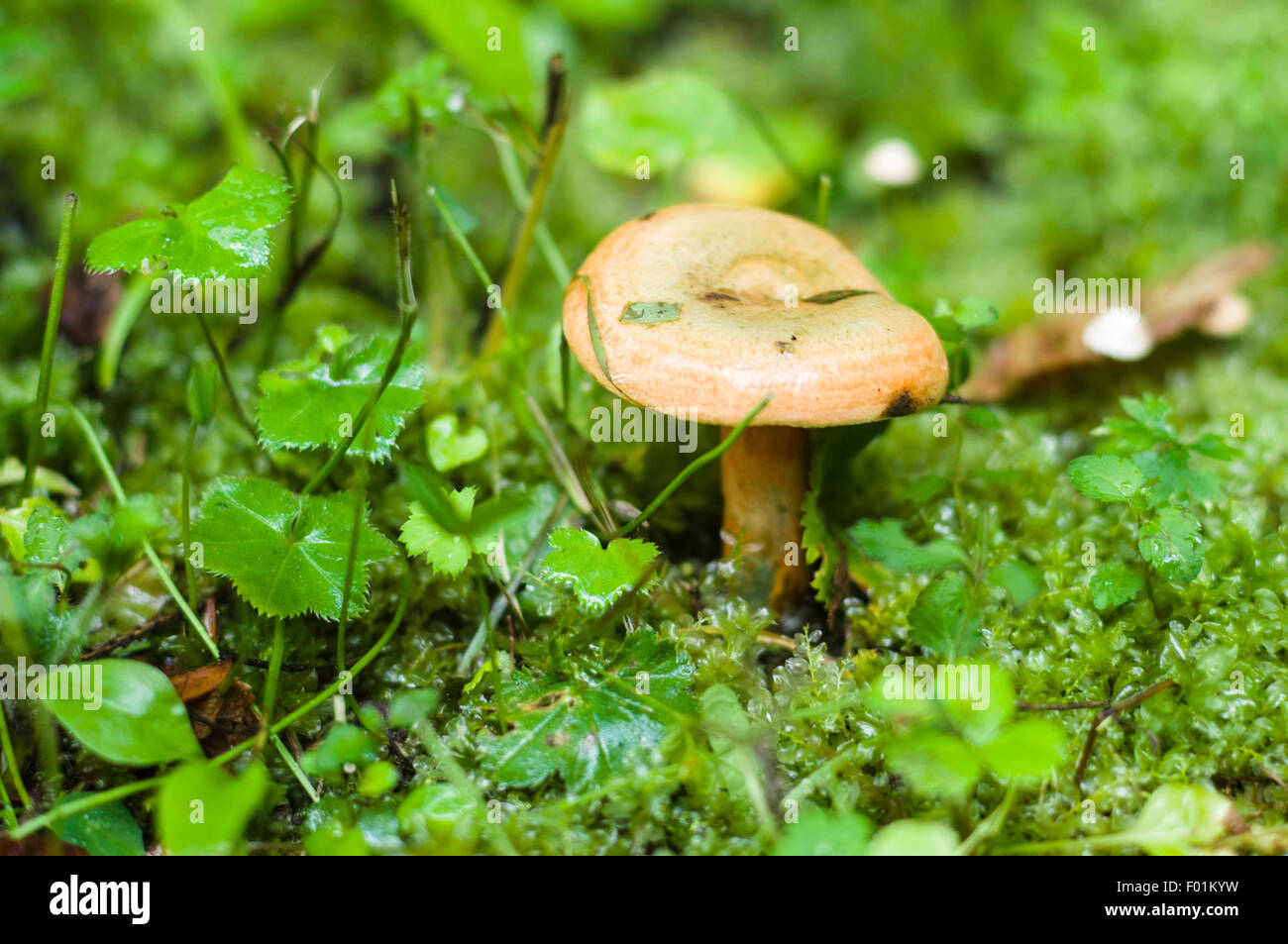 Lactarius deliciosus o zafferano latte tappo a fungo, esigua profondità closeup vista dopo la pioggia Foto Stock