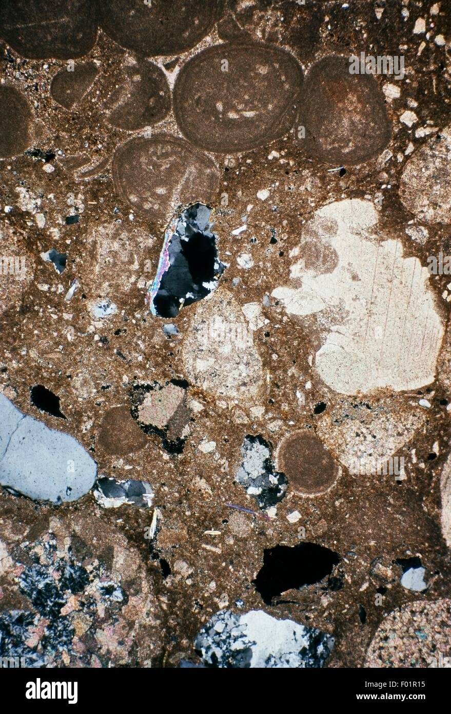 Calcari detritici dal Cretaceo superiore, sezione sottile, utilizzando attraversato Nichols, x19x1,2. Foto Stock