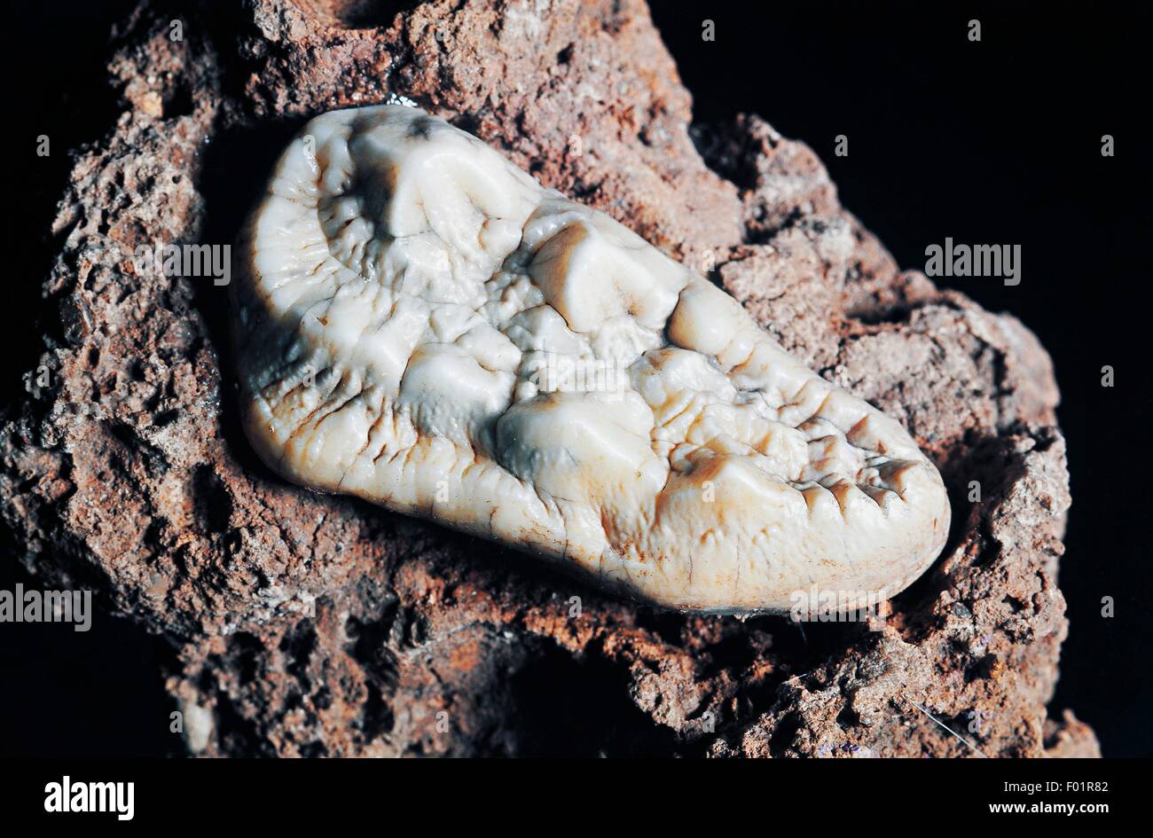 Da molare di un orso delle caverne (Ursus spelaeus), periodo quaternario, Isola d'Elba, Italia. Foto Stock