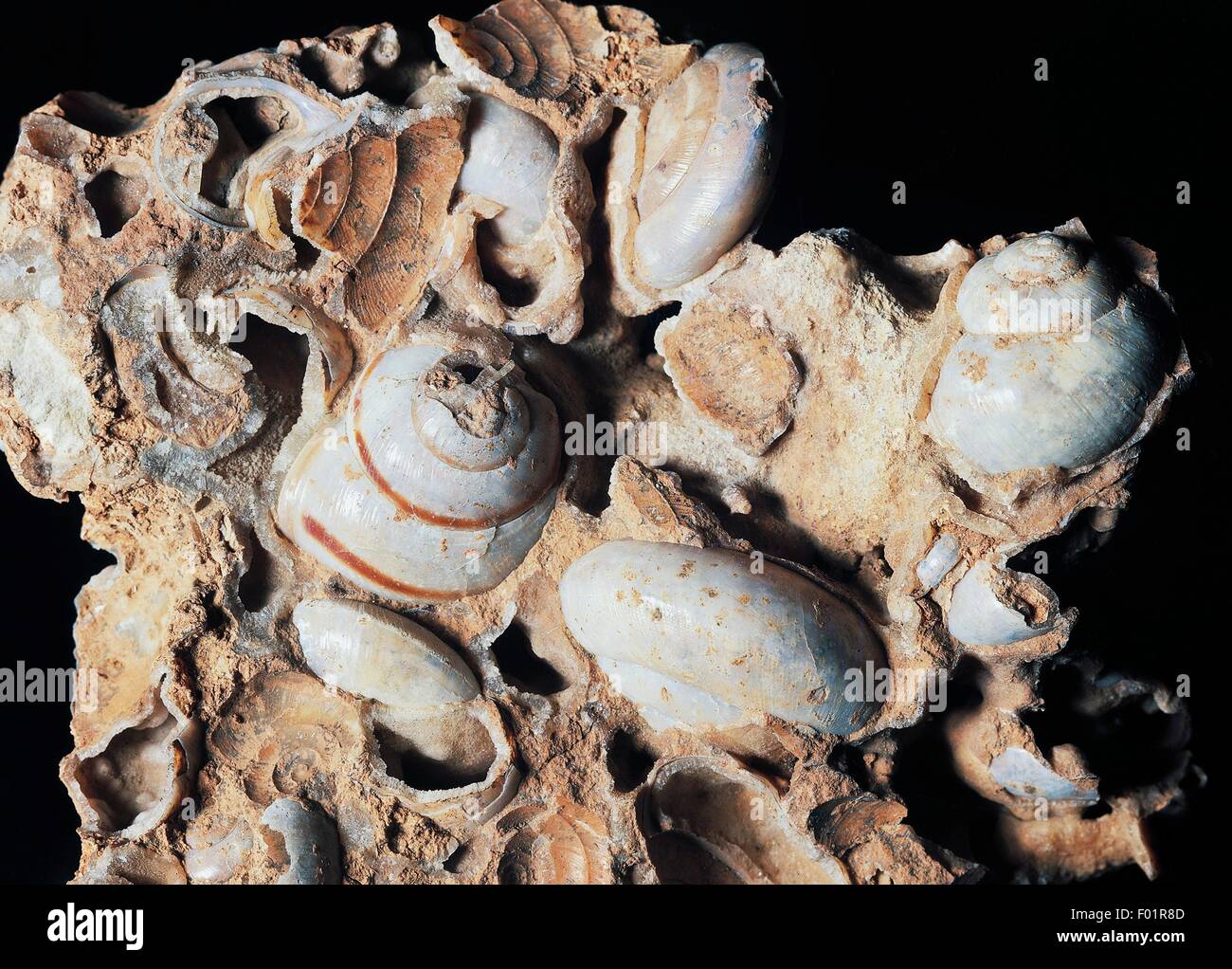 Helix sp fossili gasteropodi, periodo quaternario, Zandobbio, Bergamo, Italia. Foto Stock
