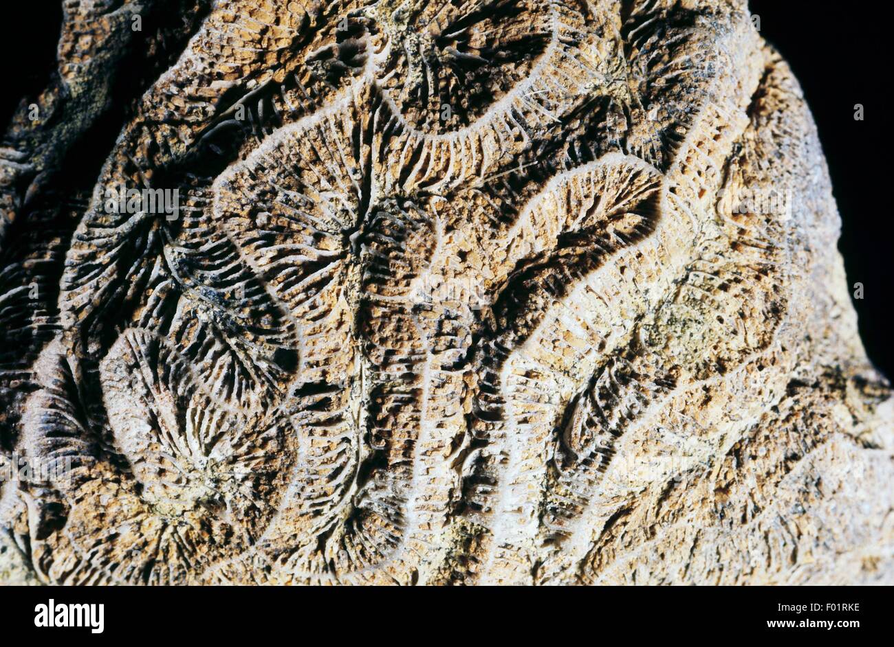 Serpeggianti Anthozoa fossili, Oligocene Epoch, Vicenza, Italia. Foto Stock