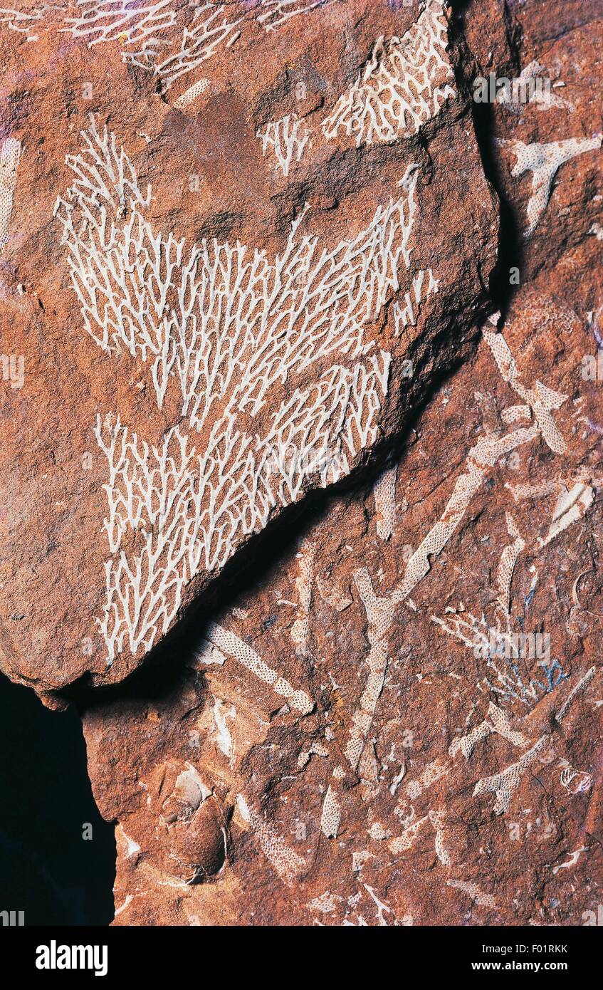 Pseudohornera bifida e Phylloporina furcata fossili, briozoi Ordovician periodo. Foto Stock