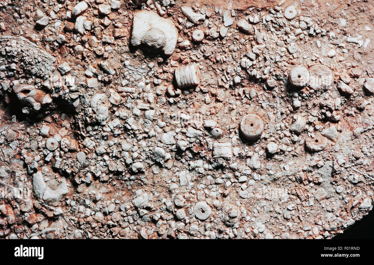 Crinoidal calcare contenente Encrinus fossilizzato stelo frammenti, Triassico medio Epoch, Svizzera. Foto Stock