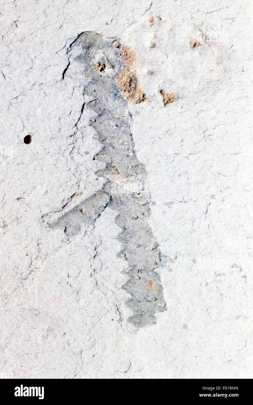 Monograptus colonus fossile, i graptoliti (Graptolithina). Foto Stock