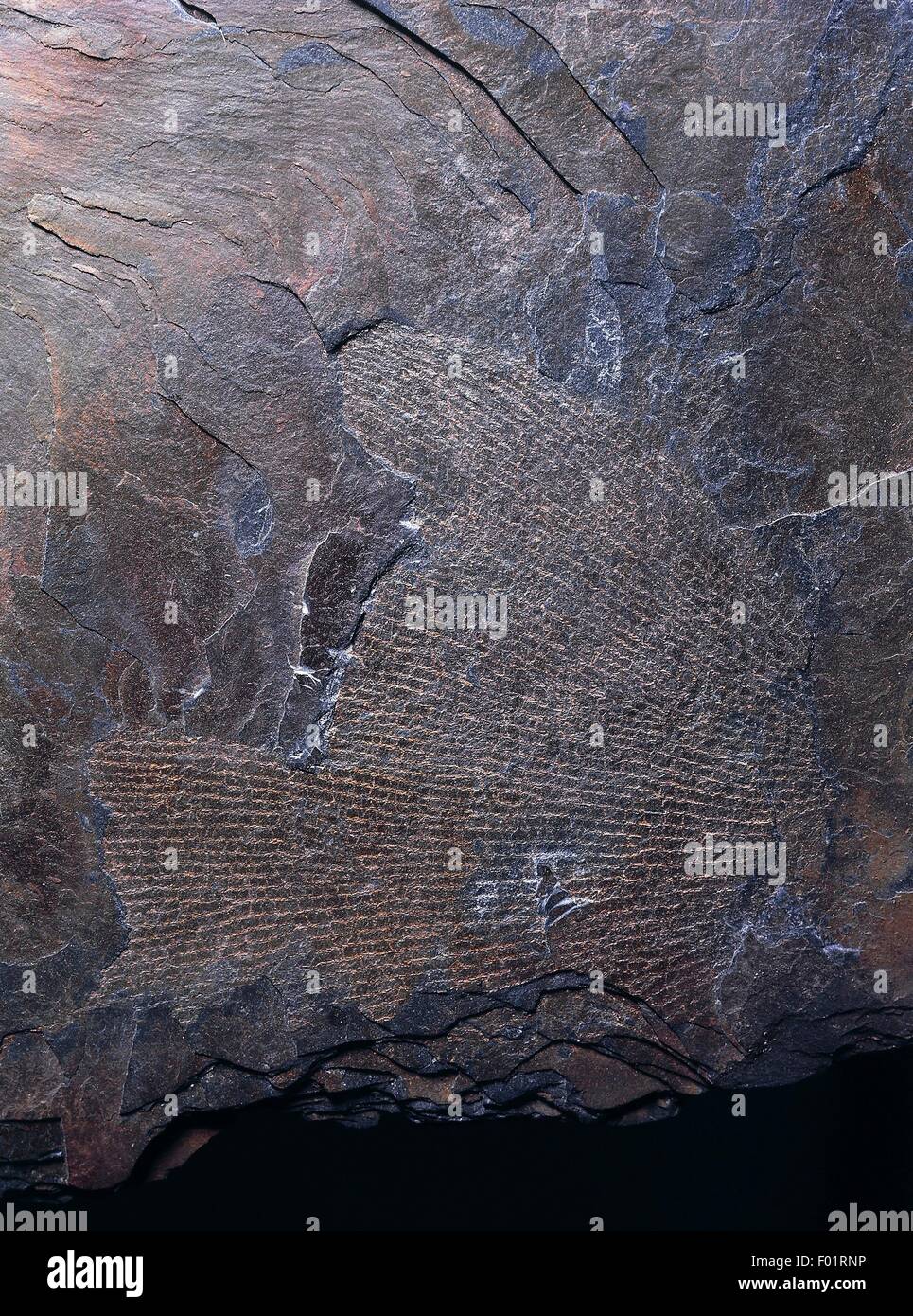 Flabelliforme Dictyonema fossile, i graptoliti (Graptolithina), Ordovician periodo. Foto Stock