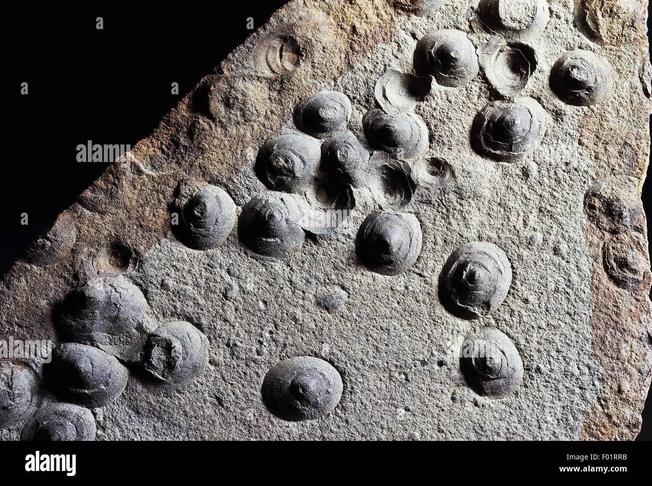 Discina calymene fossili, Brachiopoda, periodo Triassico. Foto Stock