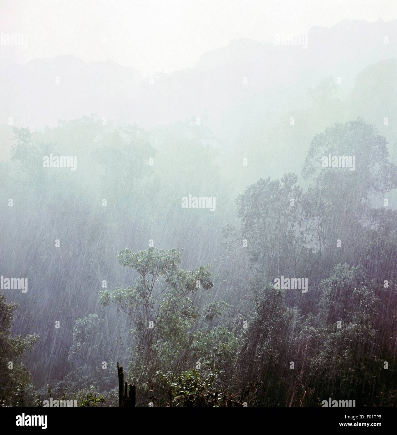 Heavy Rain sulla foresta tropicale, Ruanda. Foto Stock