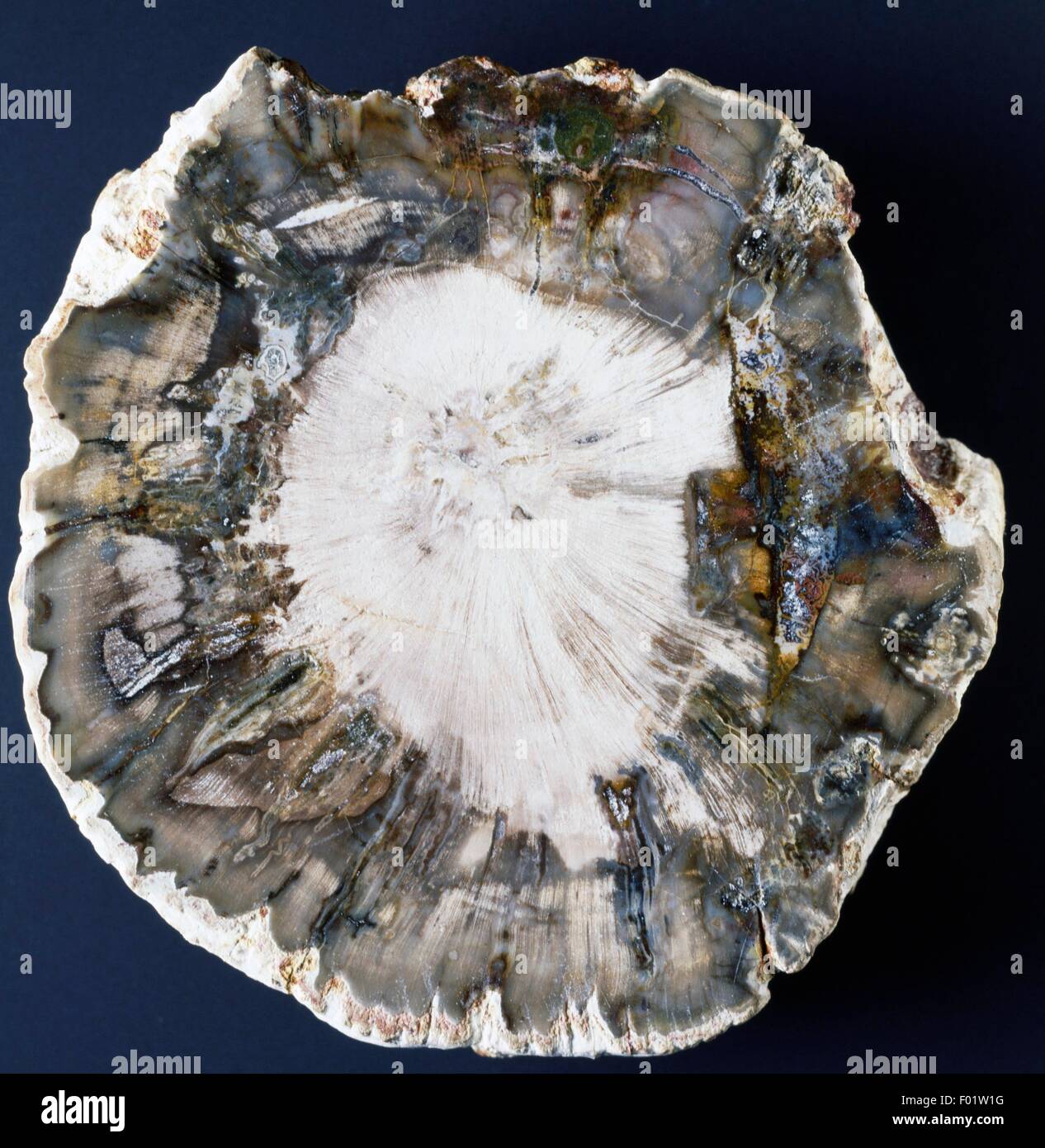 Silicified legno, Triassico. Foto Stock