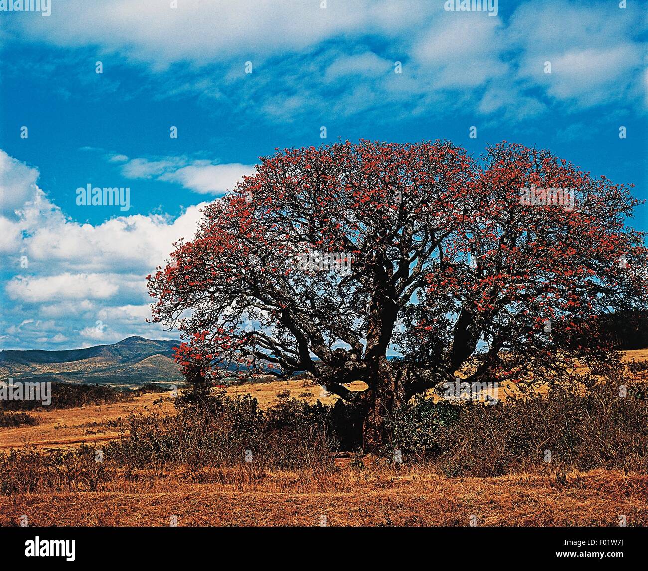 Savana con un albero in primo piano, Ruaha national park, Tanzania. Foto Stock