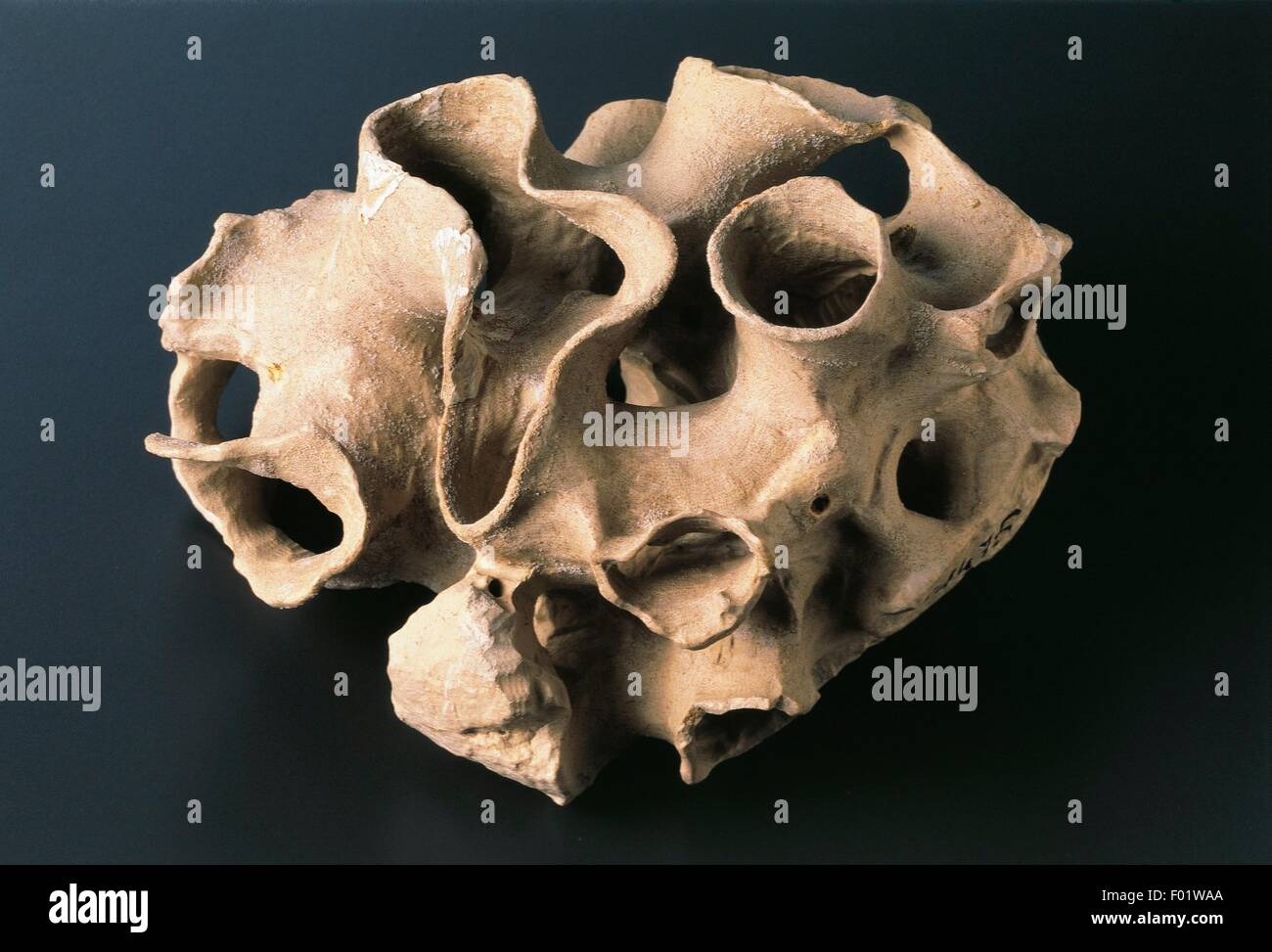 I fossili - Poriferi - Demospongiae - Leukonoids - spugna labrosa Plocoscyphia - Cretaceo. Foto Stock