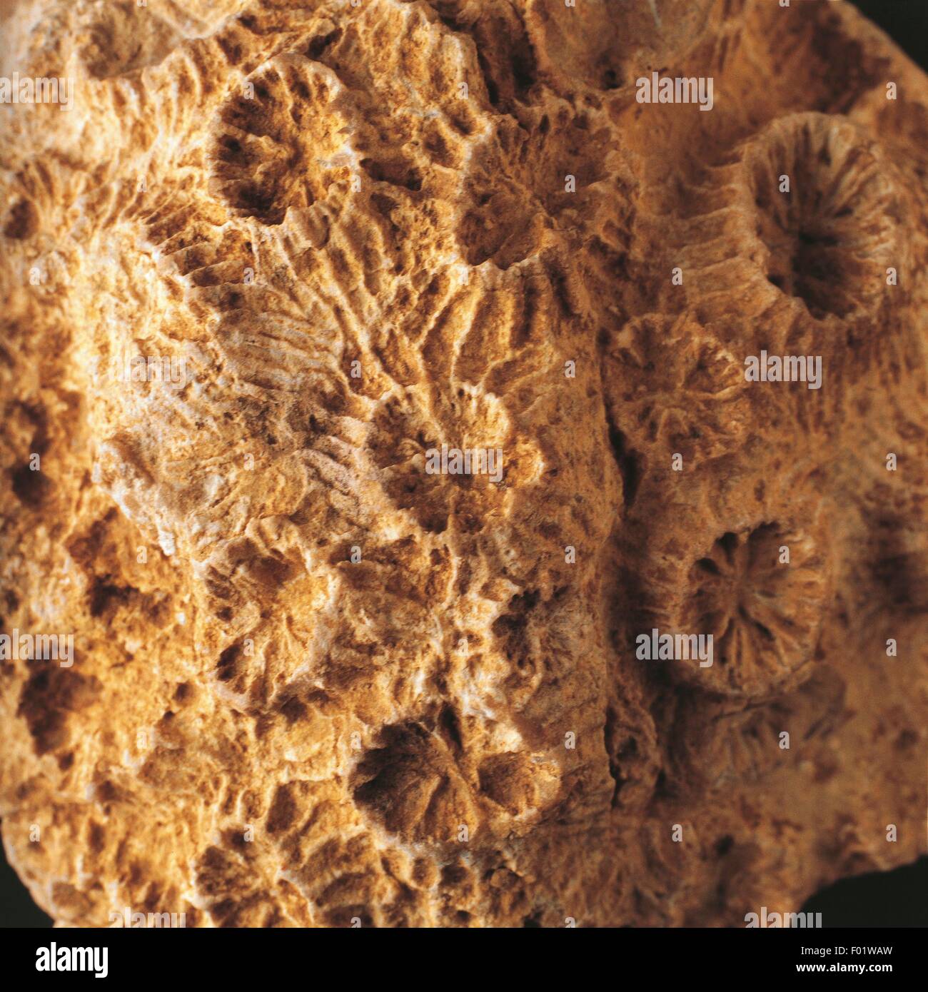 I fossili - Cnidaria - Anthozoa - Scleractinia - Phyllocoenia irradians - Oligocene. Foto Stock