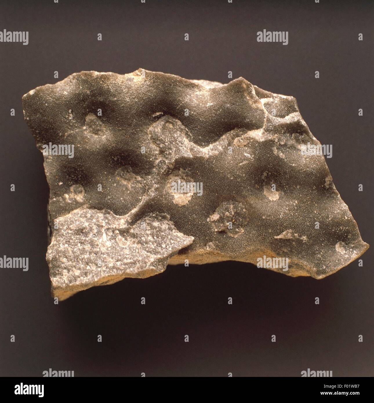 I fossili - Poriferi - Demospongiae - Stromatoporoidea - Actinostroma verrucosa - Devoniano. Foto Stock