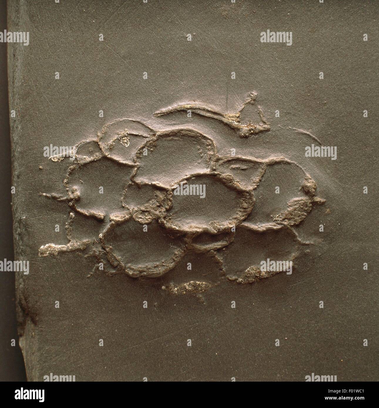 I fossili - Cnidaria - Anthozoa - Tabulata - Hexacoral Plerodictyum - Devoniano. Foto Stock