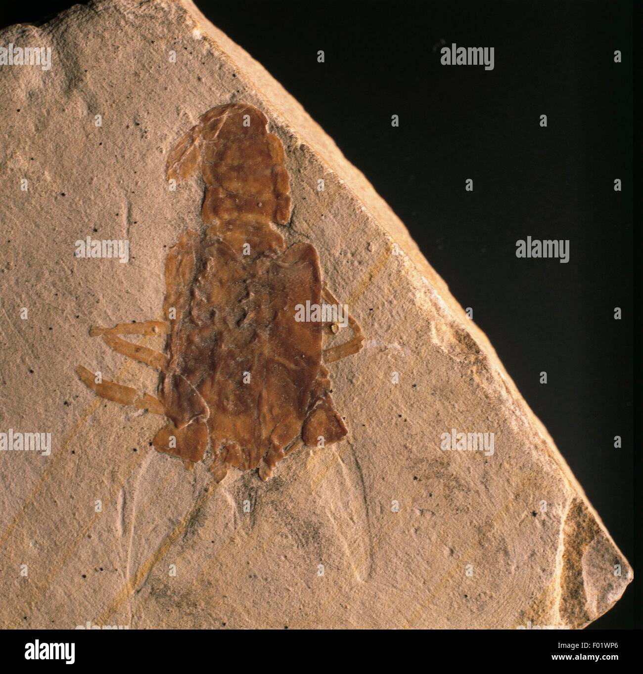 I fossili - Protostomia - Arthropoda - crostacei - Eryma modestiformis - Jurassic - Germania. Foto Stock