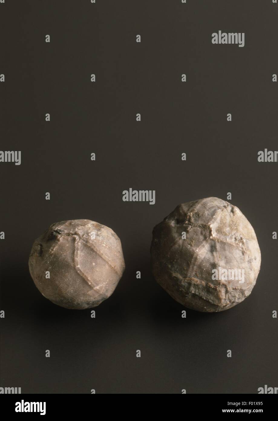 Echinodermata H fossili, murchisoni, dal periodo Ordovician Foto Stock