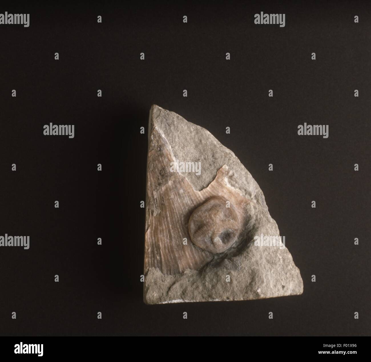 Echinodermata Cincinnatidiscus stellatus fossili del periodo Ordovician Foto Stock