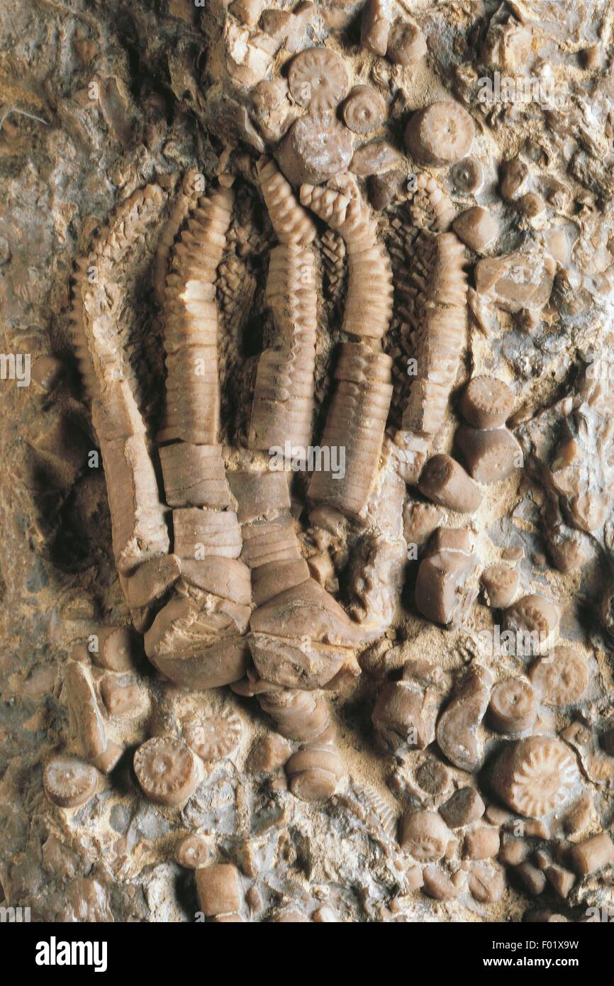 I fossili - Deuterostomia - Echinodermata - Crinoidea - Encrinus lilliformis - Triassico - Germania. Foto Stock
