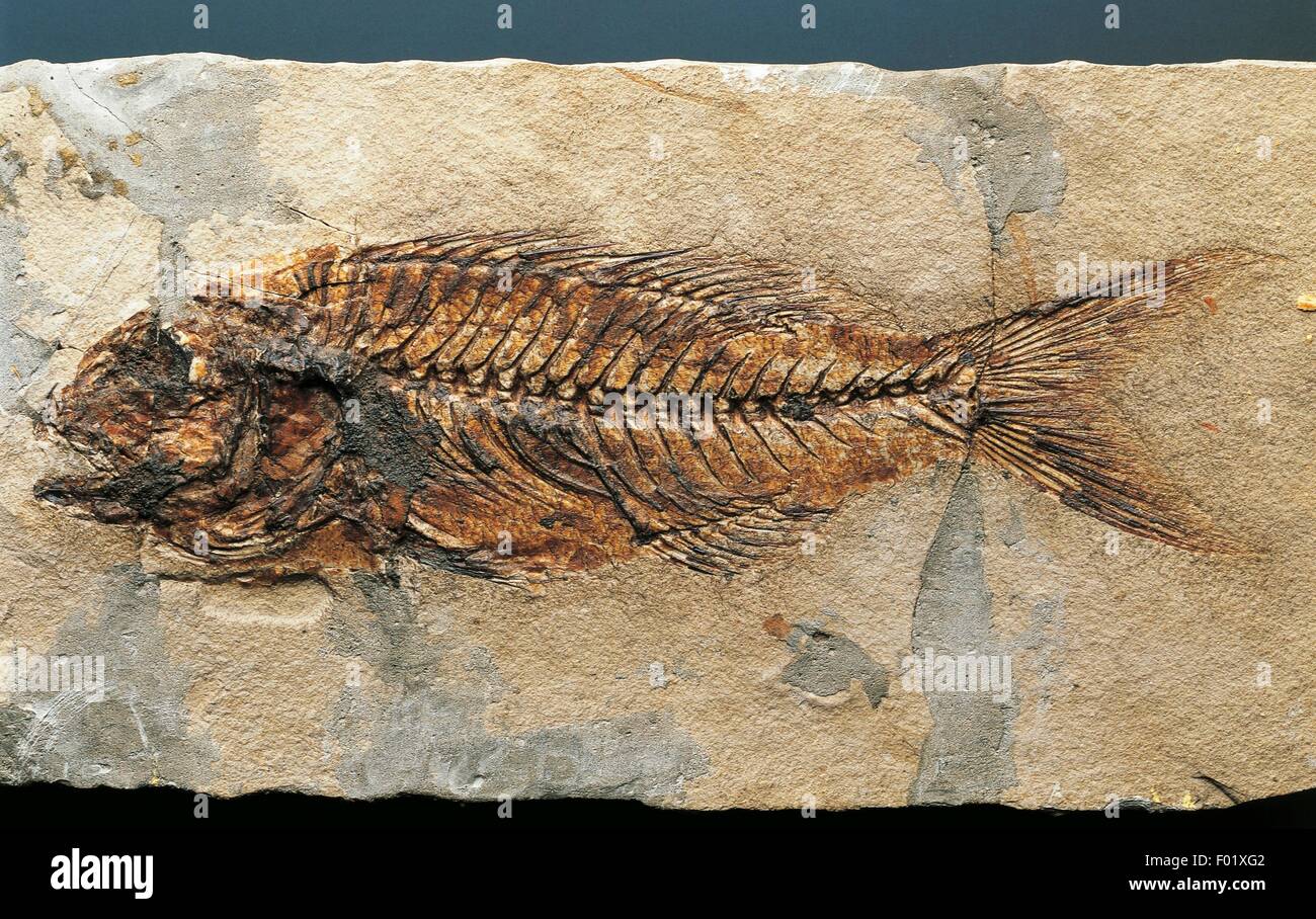 Sparnodus elongatus fossile, saraghi, Eocene. Foto Stock