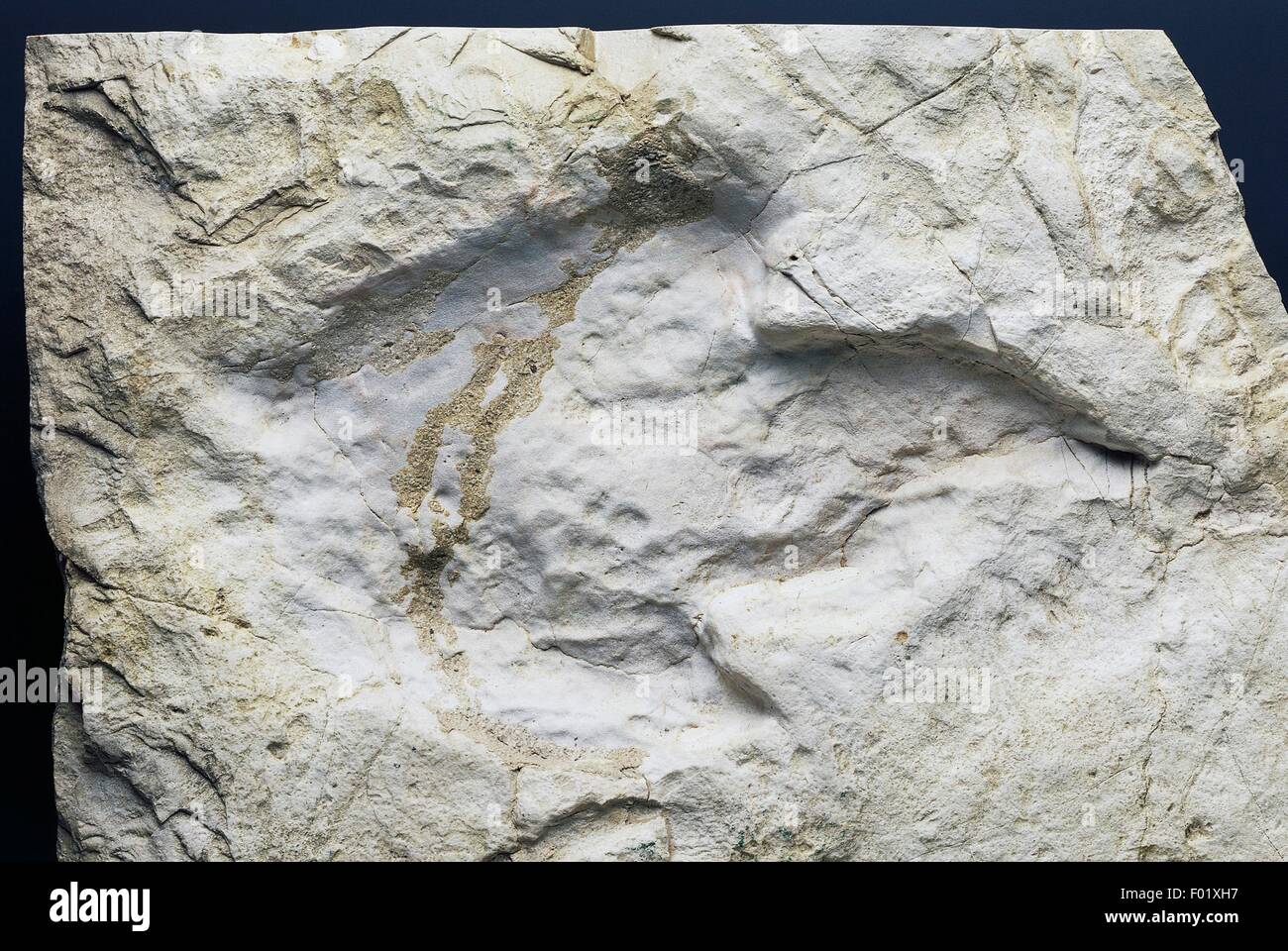Orme di dinosauri del Cretaceo, Istria, Croazia. Foto Stock