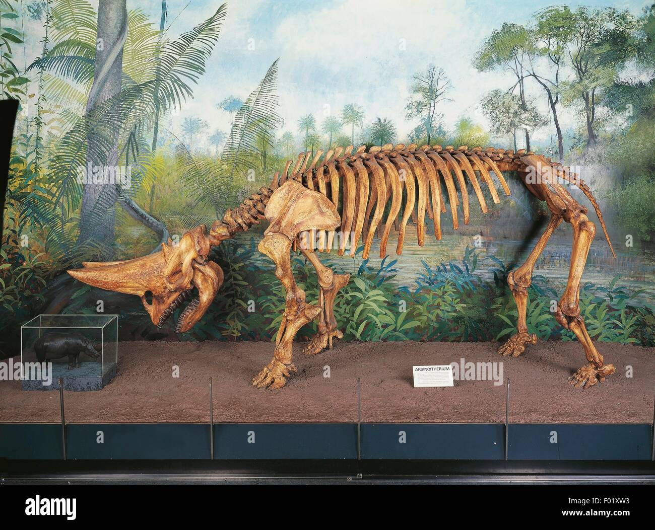 I fossili - scheletro di Arsinoitherium - Oligocene - Africa del Nord. Foto Stock