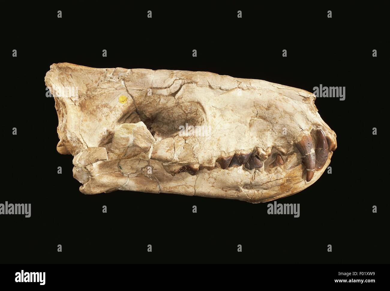Hyaenodon sp cranio, Creodonta, epoca Oligocene. Foto Stock