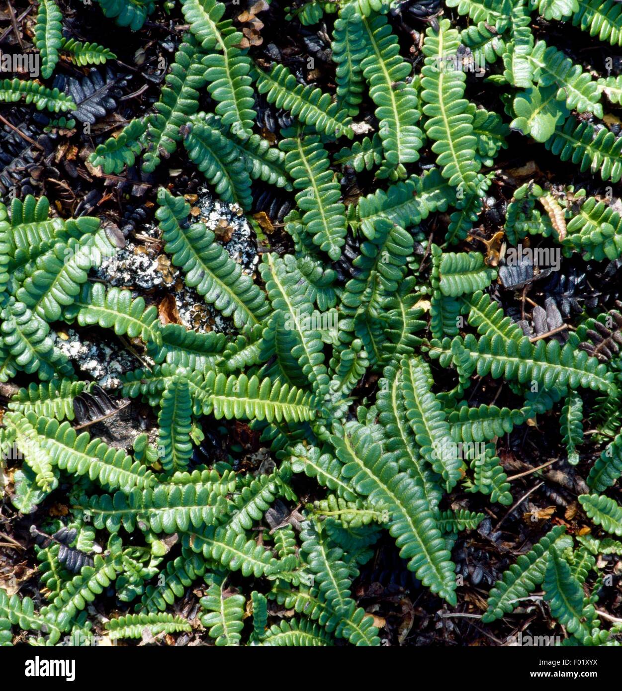 Blechnum Penna-Marina Fern (cervo fern), Tierra del Fuego National Park, Patagonia, Argentina. Foto Stock