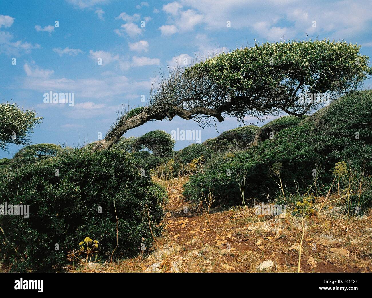 Alberi piegati dal vento, regione Sardegna, Italia. Foto Stock