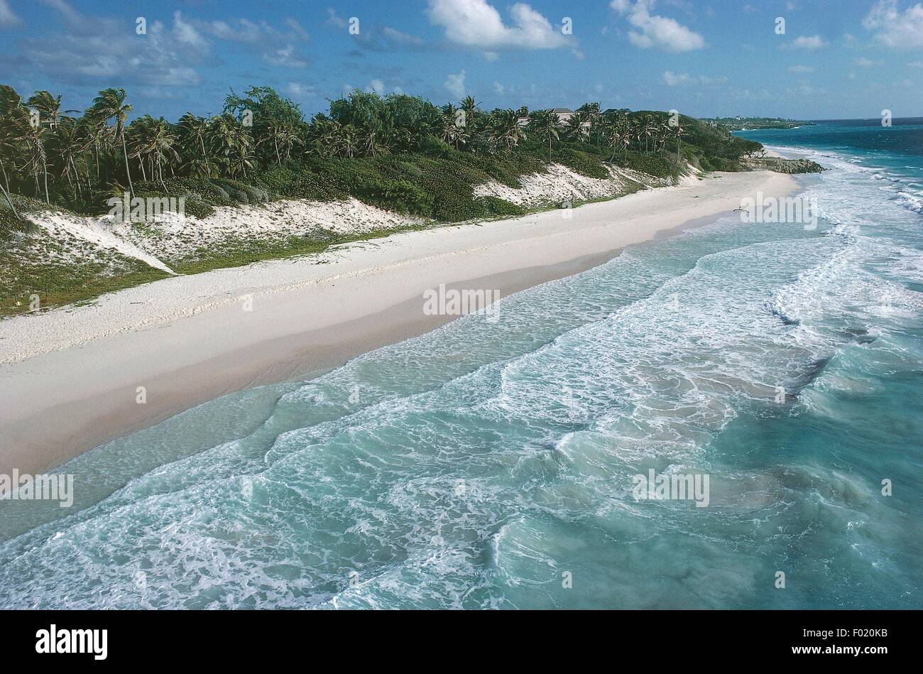 Spiaggia con palme sulla costa est, Barbados. Foto Stock