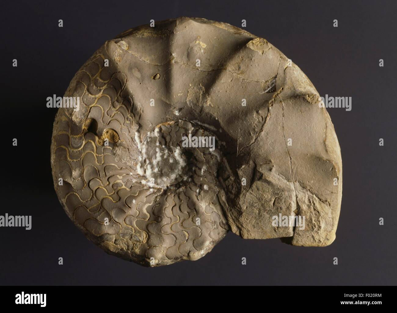 Fossile di Ceratites spinosus, Gastropoda, Triassico medio. Foto Stock