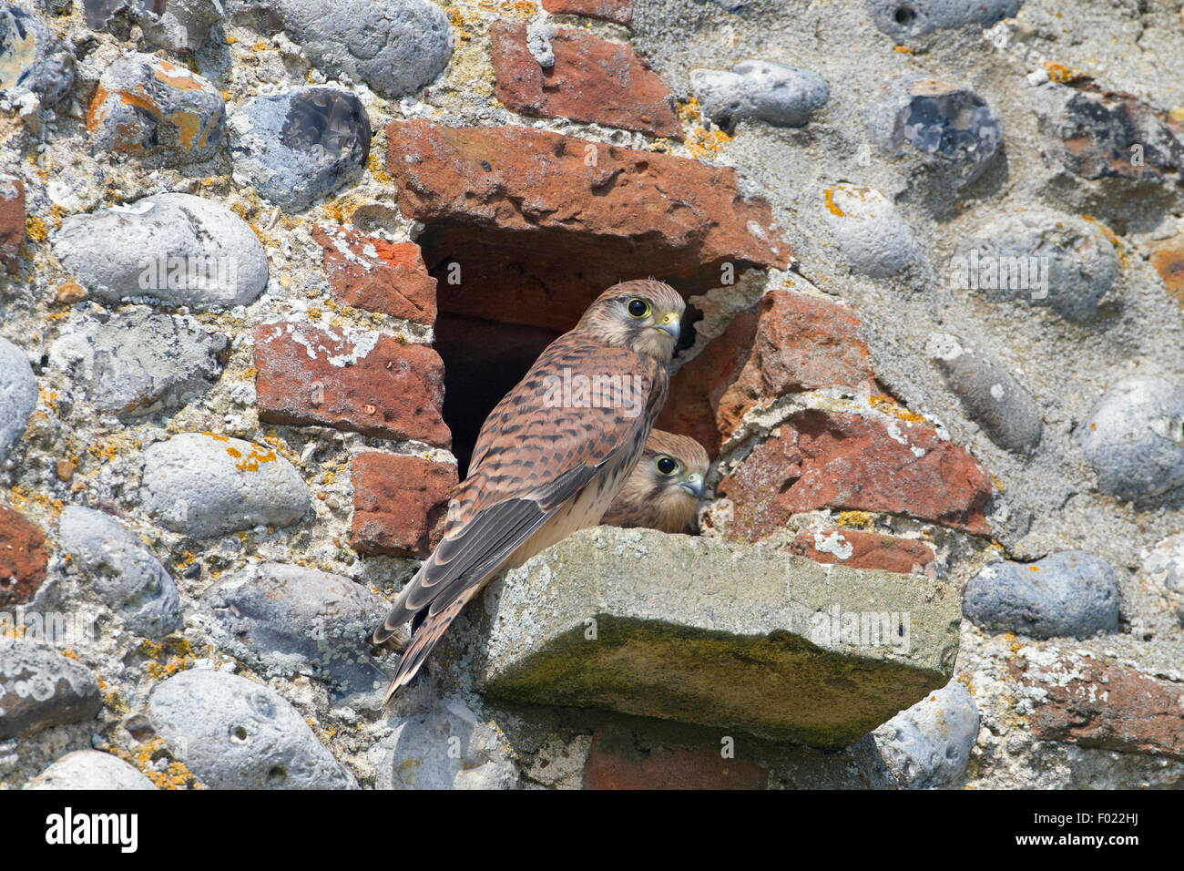 Giovani Gheppio Falco tinnunculus in attesa di un feed di flint barn Foto Stock