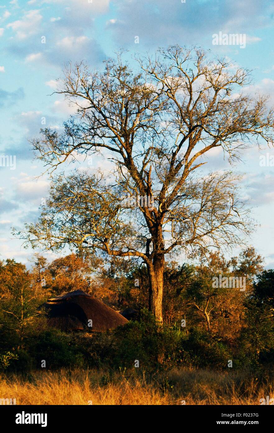 Metsi-Metsi Camp, Kruger National Park, Sud Africa. Foto Stock