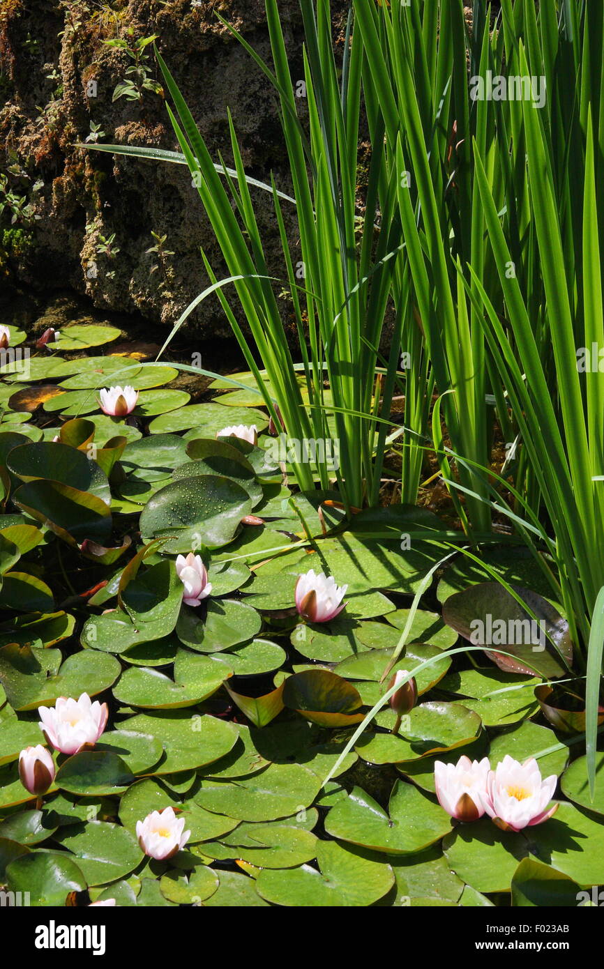 La Comunità europea ninfea bianca (Nymphaea alba) noto anche come white lotus, acqua bianca o rosa nenuphar, in un pubblico del laghetto in giardino Foto Stock