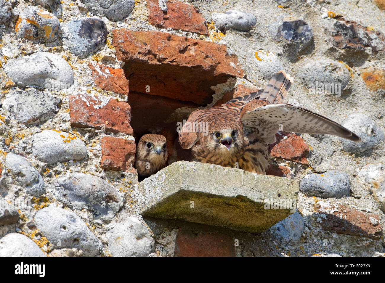 Il Gheppio Falco tinnunculus maschio di alimentazione dei giovani in Nestbox in selce barn Foto Stock